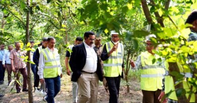 कोयले से बनी बिजली…राख से बना पहाड़…पहाड़ पर एनटीपीसी ने उगा दिया घना जंगल
