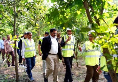 कोयले से बनी बिजली…राख से बना पहाड़…पहाड़ पर एनटीपीसी ने उगा दिया घना जंगल