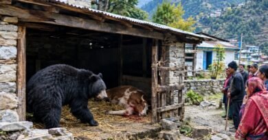 जोशीमठ के सिंहधार में भालू ने घर में घुसकर गाय को मारा, बचाने आए परिवार के चार लोगों को बुरी तरह किया जख्मी